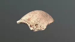 Glyptodon carapace
