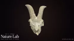 Goat cranium