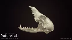 Grey Fox skull