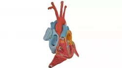 Hearty Hart