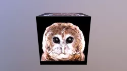 Hello Mr Owl