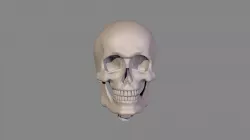 Human Male Skull for drawing reference