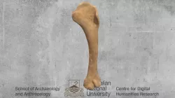 Humerus Chicken