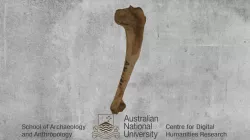Humerus Rabbit