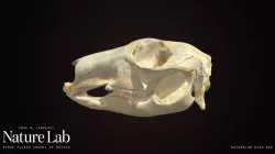 Kangaroo/Wallaby Skull
