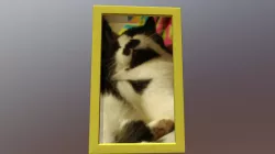 Kitty