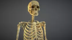 Low Poly Human Skeleton