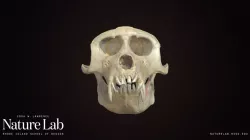 Macaque Skull