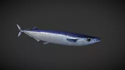 Mackerel