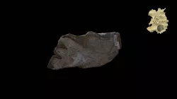 Mastodon tooth