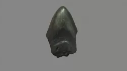 Megalodon Tooth