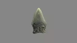 Megalodon Tooth