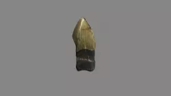 Megalodon Tooth