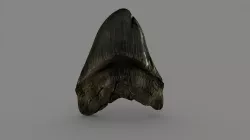 Megalodon Tooth