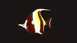 Moorish Idol