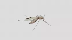 Mosquito Robot