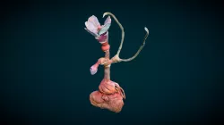 Oneiric Flora_Helado Negro