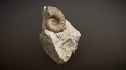 Photogrammetry_01_Fossil