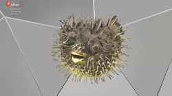 Puffer Fish