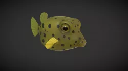Puffer Fish