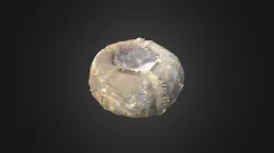 Regular sea urchin
