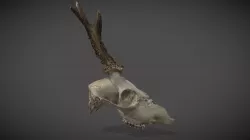 Roe deer skull