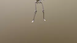 Samba Dancing