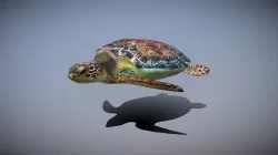 sea turtle