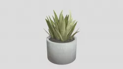 Small Indoor Plant