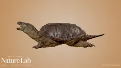 Snapping Turtle
