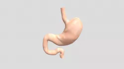Stomach