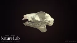 Sunda Flying Lemur skull