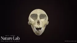 Vervet Monkey Skull