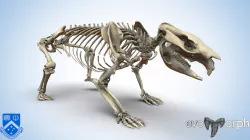 Wombat Skeleton