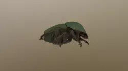 甲虫