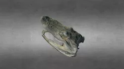 Alligatior skull