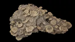 Ammonite