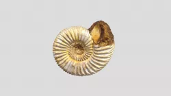 Amonite