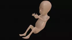 Anatomy - Human Fetus