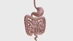 Anatomy - Human Gastrointestinal Tract