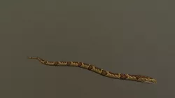 Animated Snakes Pack
