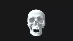 Bone