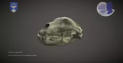 Brown Bear skull (for mobile devices)
