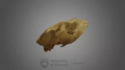 Brown Bear specimen : female