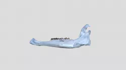 Capra ibex - mandible (L) - adult M
