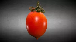 Cherry Tomato