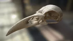 Crow Skull Photogrammetry Digitization