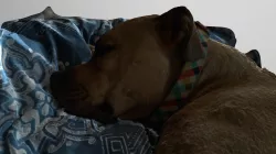 Doggie