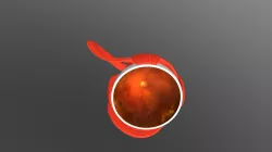 Eye