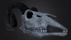 Goat Skull